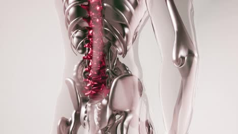 Modell-Der-Knochen-Des-Menschlichen-Wirbelsäulenskeletts-Mit-Organen